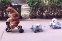 Clip hài: “Bố ơi, mình đi đâu thế” phiên bản chó