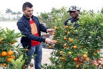 Xem cầu thủ ngoại háo hức đón Tết ở Việt Nam