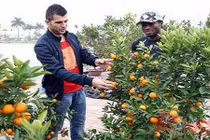 Xem cầu thủ ngoại háo hức đón Tết ở Việt Nam