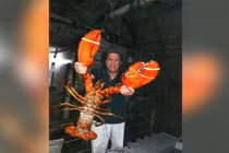 Bắt được con tôm hùm khổng lồ sống gần 1 thế kỷ