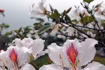 Ngắm hoa ban Tây Bắc khoe sắc giữa phố Cảng