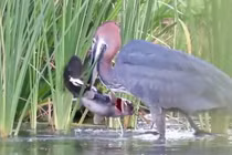 Chim diệc tiêu diệt cá trê trong nháy mắt