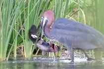 Chim diệc tiêu diệt cá trê trong nháy mắt