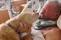 Chó ủ ấm cứu sống chủ suốt 20 tiếng trong rét 4 độ C