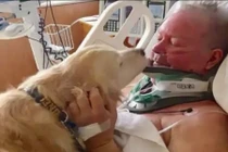 Chó ủ ấm cứu sống chủ suốt 20 tiếng trong rét 4 độ C