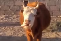 Kỳ lạ chú bò “biết nói“