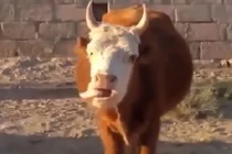 Kỳ lạ chú bò “biết nói“