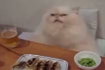 Những phản ứng hài hước giống con người của loài mèo