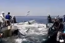 Cá biển “bay như chim” khi bị lùa bắt giữa đại dương