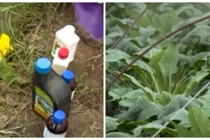 Rùng mình cảnh su hào “tắm” trong thuốc mỗi ngày