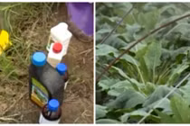 Rùng mình cảnh su hào “tắm” trong thuốc mỗi ngày