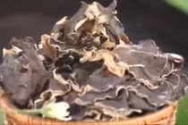 Công dụng chữa bệnh và làm đẹp tuyệt vời từ mộc nhĩ