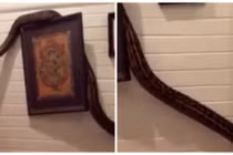 Hoảng hồn phát hiện trăn khủng vắt vẻo từ phòng khách vào phòng ngủ