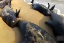 Hãi hùng hàng trăm con cá voi bị mắc cạn tại bờ biển