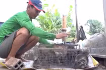 Nghề bắt chuột đồng mùa lũ tại Đồng Tháp