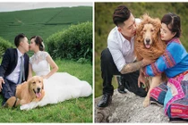 Cặp đôi 8X chụp ảnh cưới với “chó sư tử“