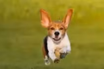 Video: Những điềm lành báo chuyện vui, tài lộc, tiền bạc ùn ùn kéo đến