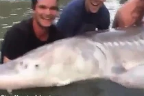 Ngư dân vật lộn bắt “thủy quái” mõm lợn nặng khủng 300kg