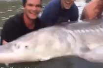 Ngư dân vật lộn bắt “thủy quái” mõm lợn nặng khủng 300kg