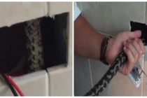 Phát hoảng khi thấy con trăn ở trong ổ cắm điện