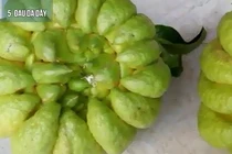 Bí kíp chữa bệnh cực hay từ quả phật thủ