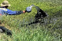 Khó phân biệt rau muống tưới nhớt bằng mắt thường