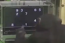 Tinh tinh chơi game siêu đẳng như con người gây ngỡ ngàng