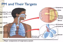 Không khí bẩn có thể gây bệnh tim mạch 