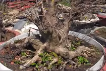 Độc đáo gốc mai với hình dáng giống bàn tay Phật