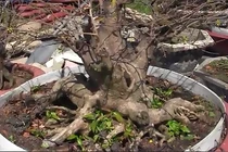 Độc đáo gốc mai với hình dáng giống bàn tay Phật