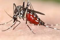 Căn bệnh nào giết chết nhiều người nhất trong lịch sử nhân loại?