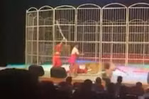 Bị bóc lột kiệt sức, hổ tấn công huấn luyện viên