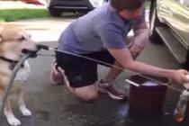 Khả năng giúp việc của chú chó khiến ai cũng thích