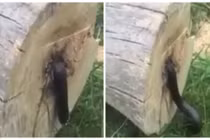 Kinh dị rắn bị thợ cưa chặt đứt lìa vẫn ngọ nguậy