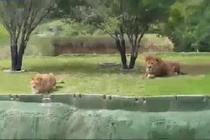 Phát hoảng sư tử nhảy qua hào sâu tấn công du khách