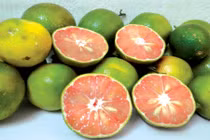 Công dụng tuyệt vời của chanh đào bạn không ngờ tới