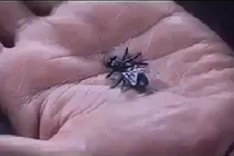 Siêu cao thủ vung kiếm chém ruồi đứt đôi gây sửng sốt