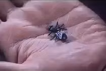 Siêu cao thủ vung kiếm chém ruồi đứt đôi gây sửng sốt