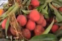 Vải thiều Việt Nam “hoành tráng” trên đất Thái Lan