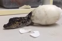 Thích thú ngắm nhìn sát thủ đầm lầy chào đời