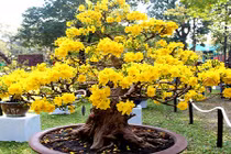 Những mẹo hay giúp chọn cây cảnh ngày Tết