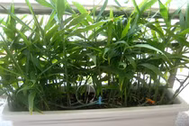 4 loại cây gia vị ngăn cảm cúm hữu hiệu nhất