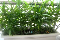 4 loại cây gia vị ngăn cảm cúm hữu hiệu nhất