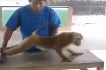 Cười vỡ bụng với chú khỉ chăm chỉ tập thể hình 