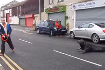 Hải cẩu siêu lười bò vào nhà hàng hải sản xin ăn