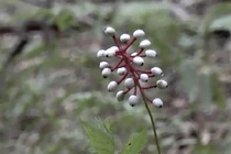 Ghê rợn loại quả hình mắt búp bê gây chết người