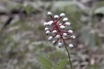 Ghê rợn loại quả hình mắt búp bê gây chết người