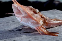 Quái ngư mình bọc giáp giống hệt “sinh vật thời tiền sử” 