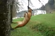 Cách luyện răng chắc khỏe của chú chó gây thích thú