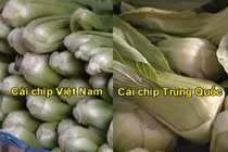 Mẹo phân biệt cải chíp Việt Nam và Trung Quốc
